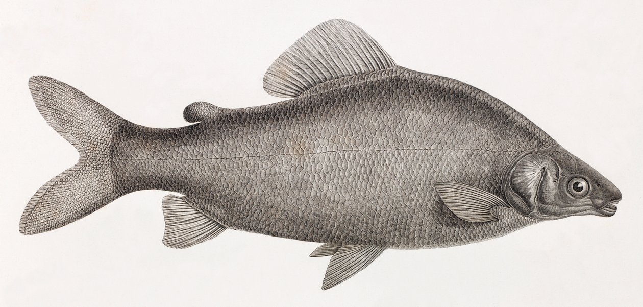 Fisk: Le Characin Nefasch av Unbekannt