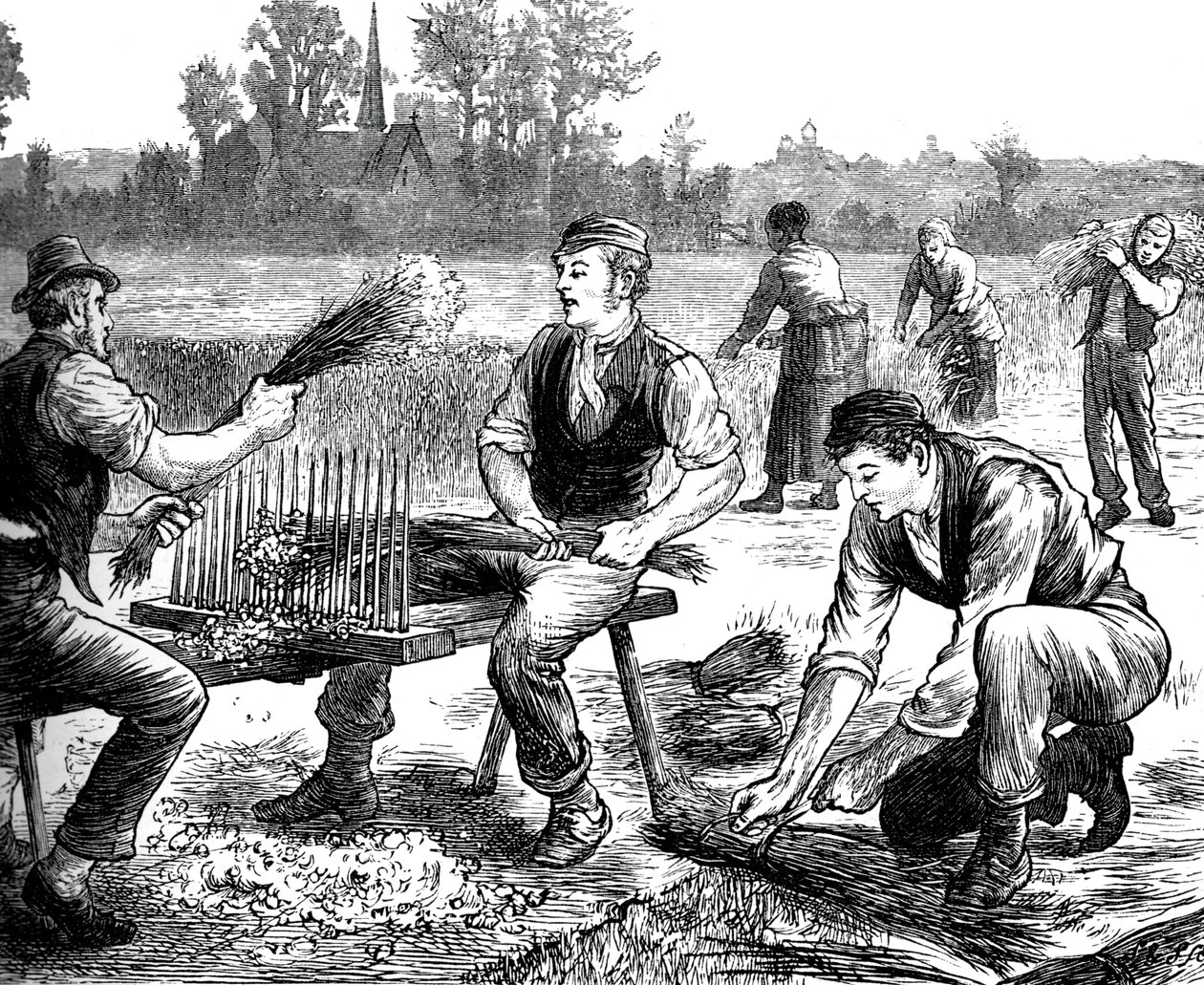 Lin porlande, c1880 av Unbekannt