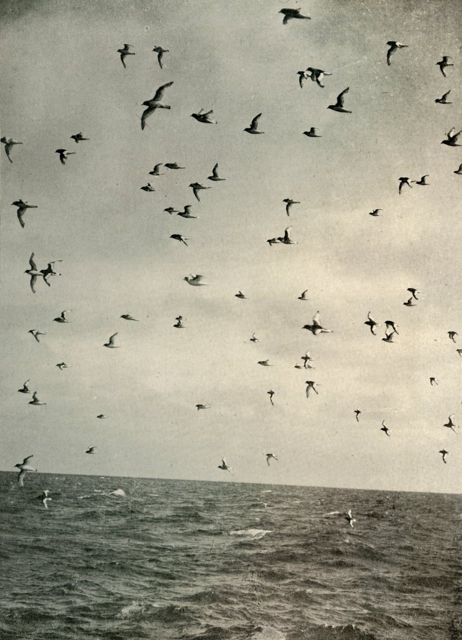 Flight of Antarctic Petrels, c1908, 1909. av Unbekannt