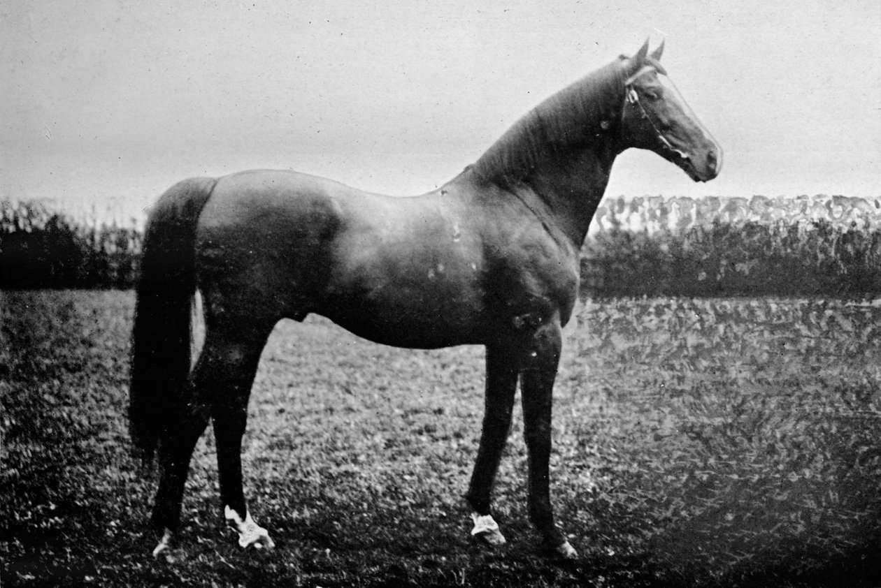 Florizel II, 1911 av Unbekannt