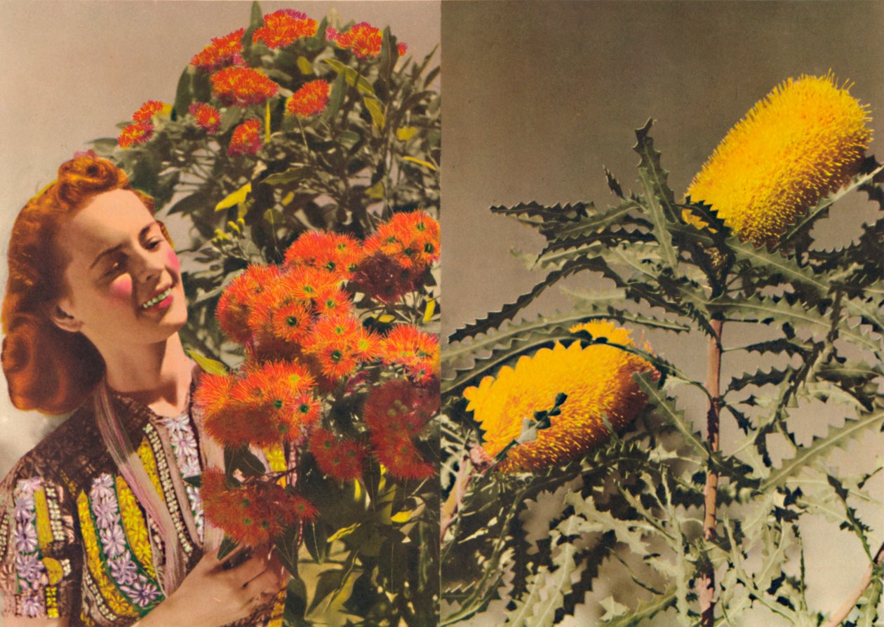 Blommande gummi och Banksia, c1947. av Unbekannt