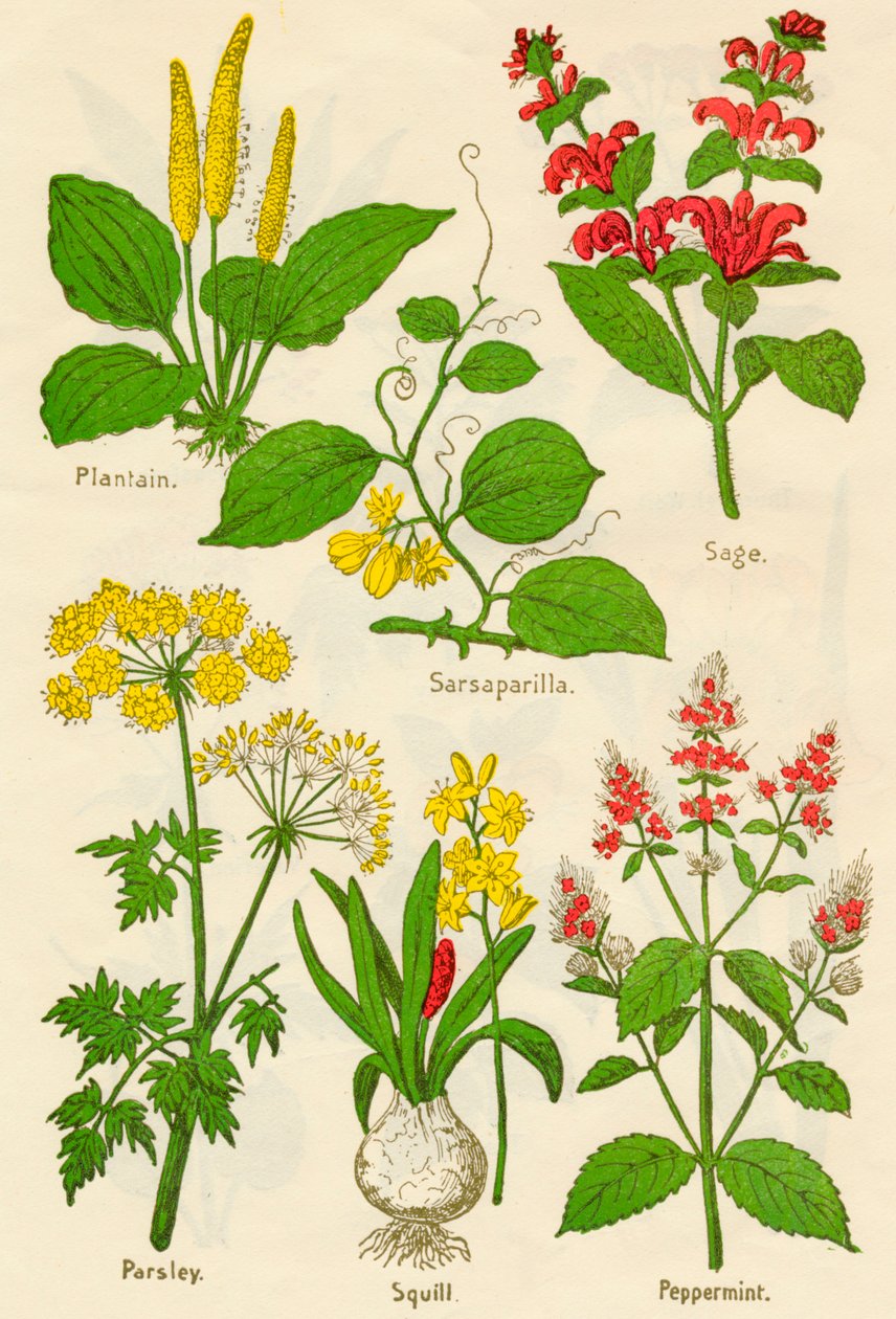 Blommor: Groblad, Sarsaparilla, Salvia, Persilja, Squill, Pepparmynta, c1940 av Unbekannt
