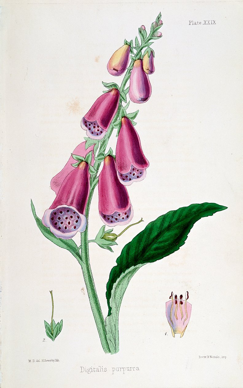 Foxglove Digitalis purpurea, 1800-talet. av Unbekannt