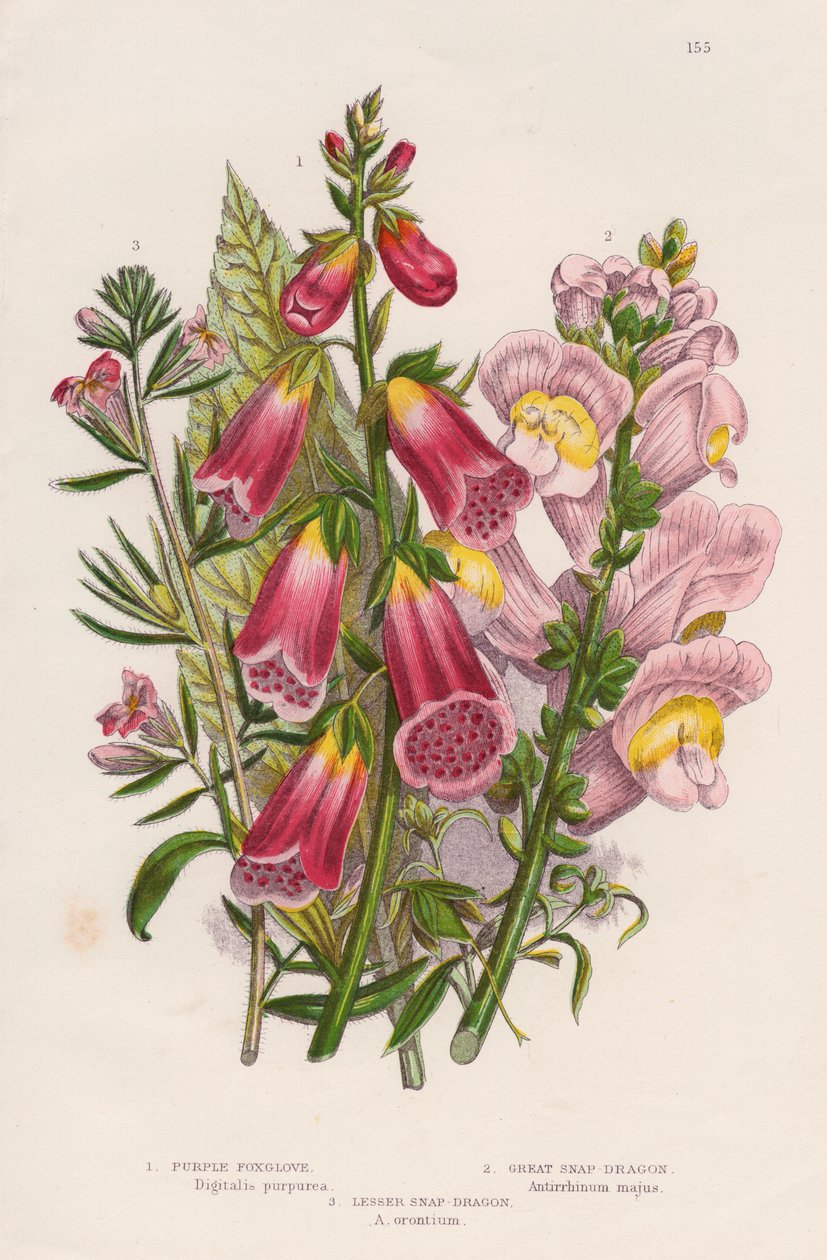 Foxglove Digitalis purpurea center, c1885. av Unbekannt