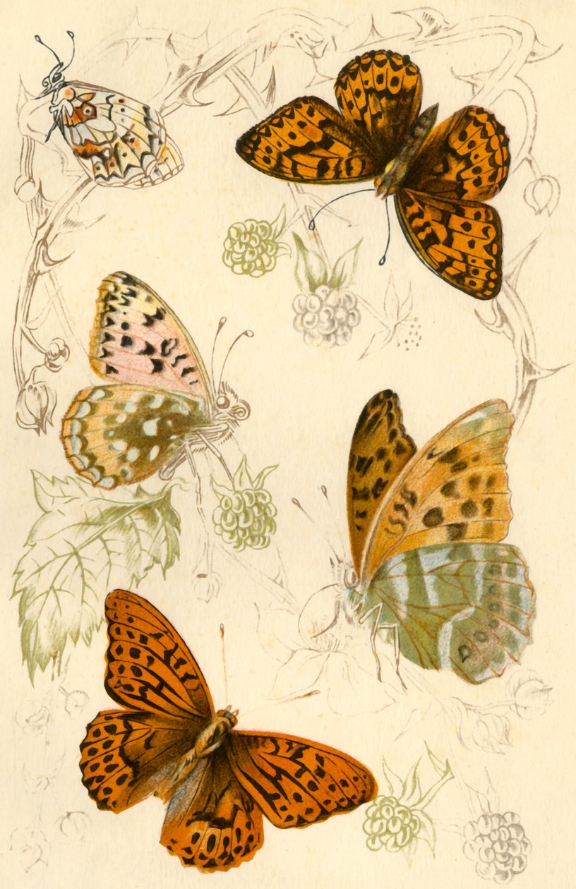 Fritillary fjärilar, 1800-talet. av Unbekannt