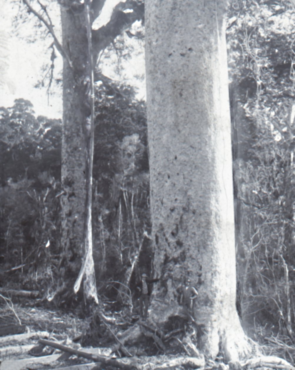 Giant Kauri Tree, sent 1800-tidigt 1900-tal. av Unbekannt