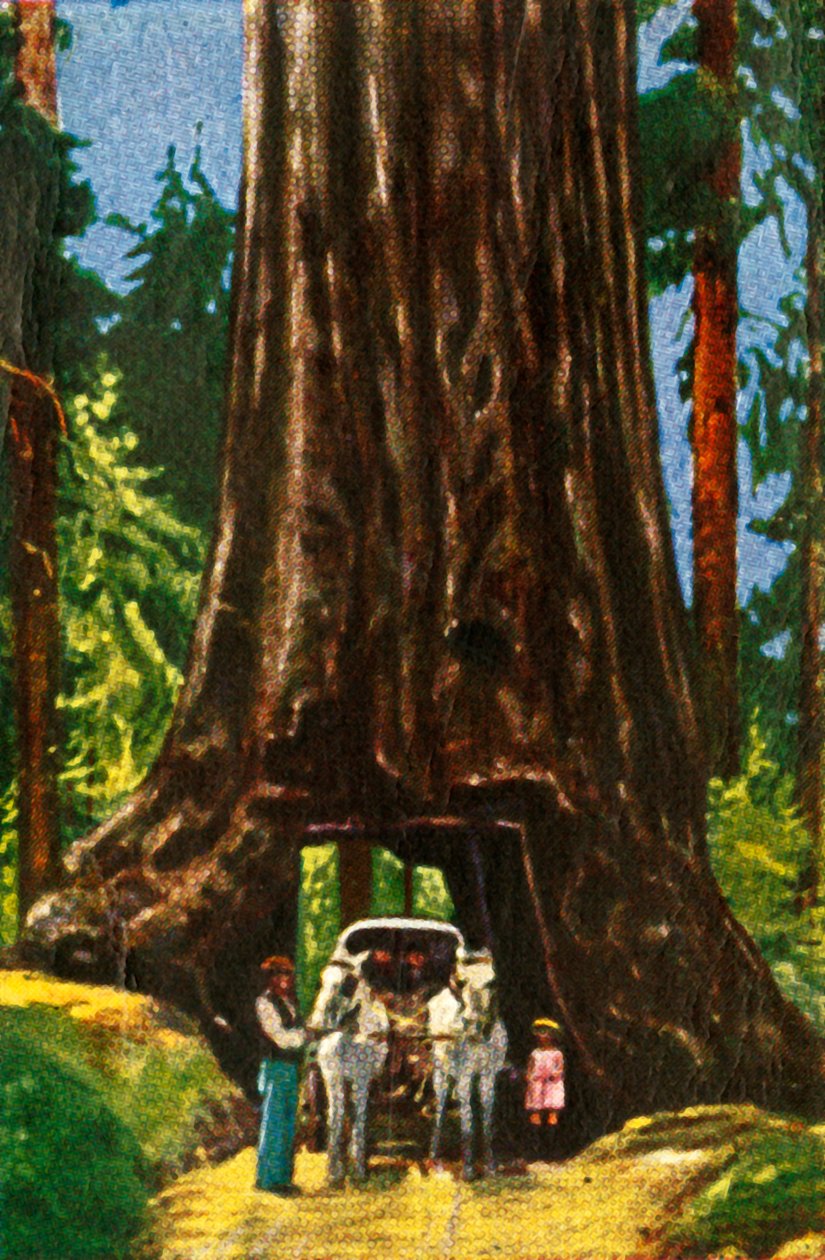Giant Redwood i Kalifornien, c1928. av Unbekannt