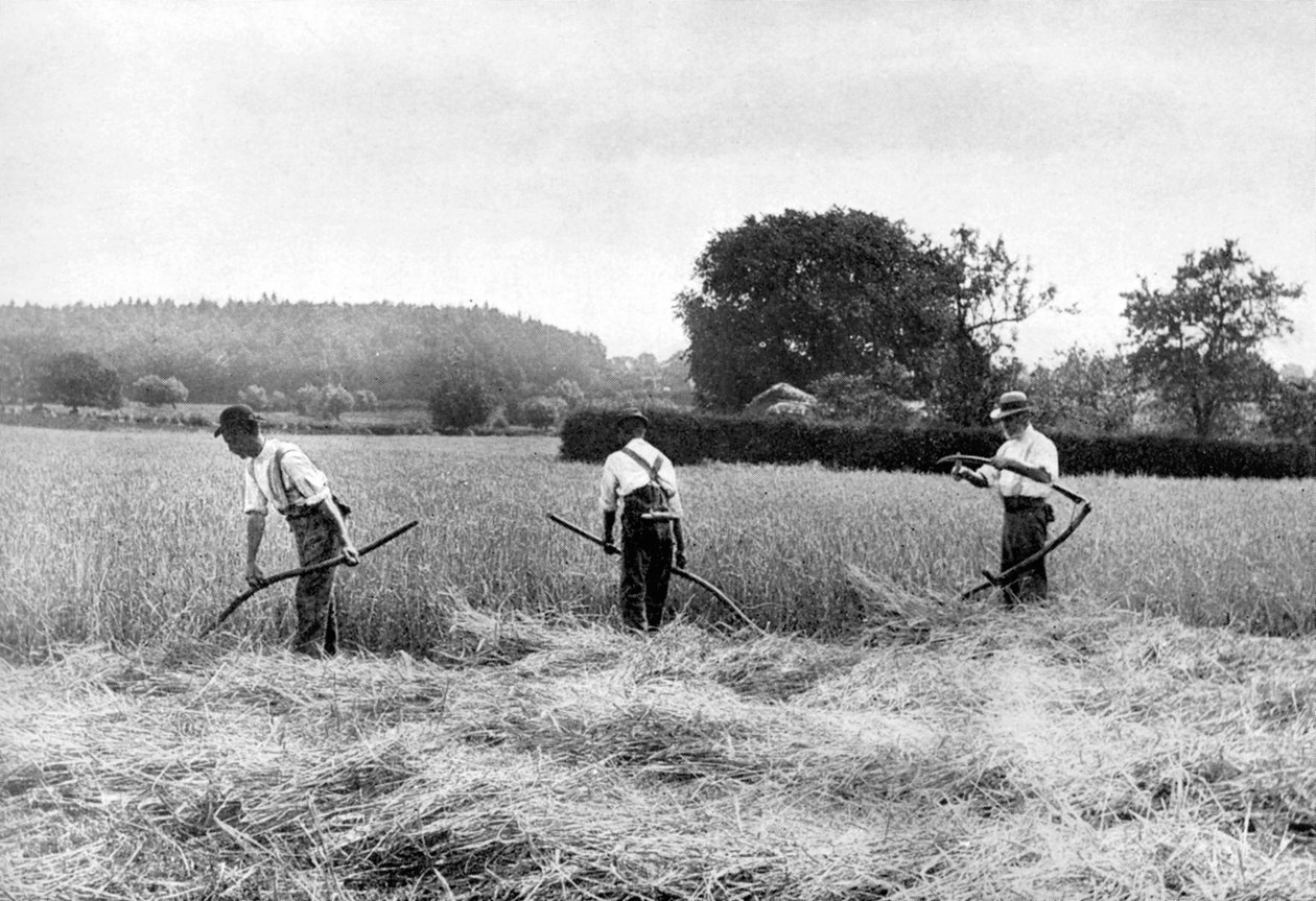 Att skörda hö, 1926 av Unbekannt