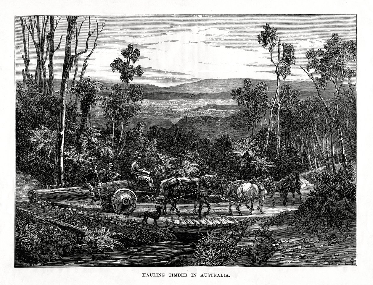 Hauling timmer, Australien, 1877 av Unbekannt