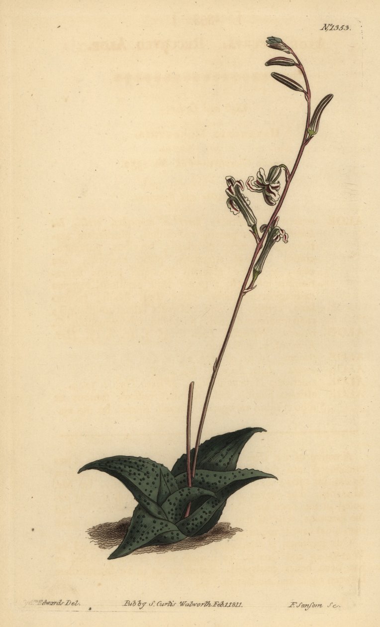 Havarthia venosa (Recurved Aloe, Aloe Recurve) av Unbekannt