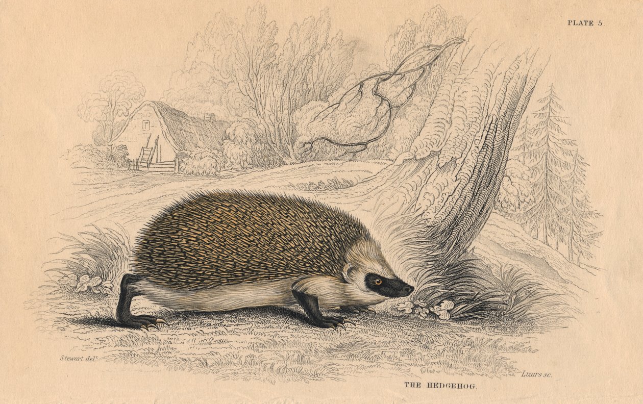 European Hedgehog Erinaceus, 1828 av Unbekannt