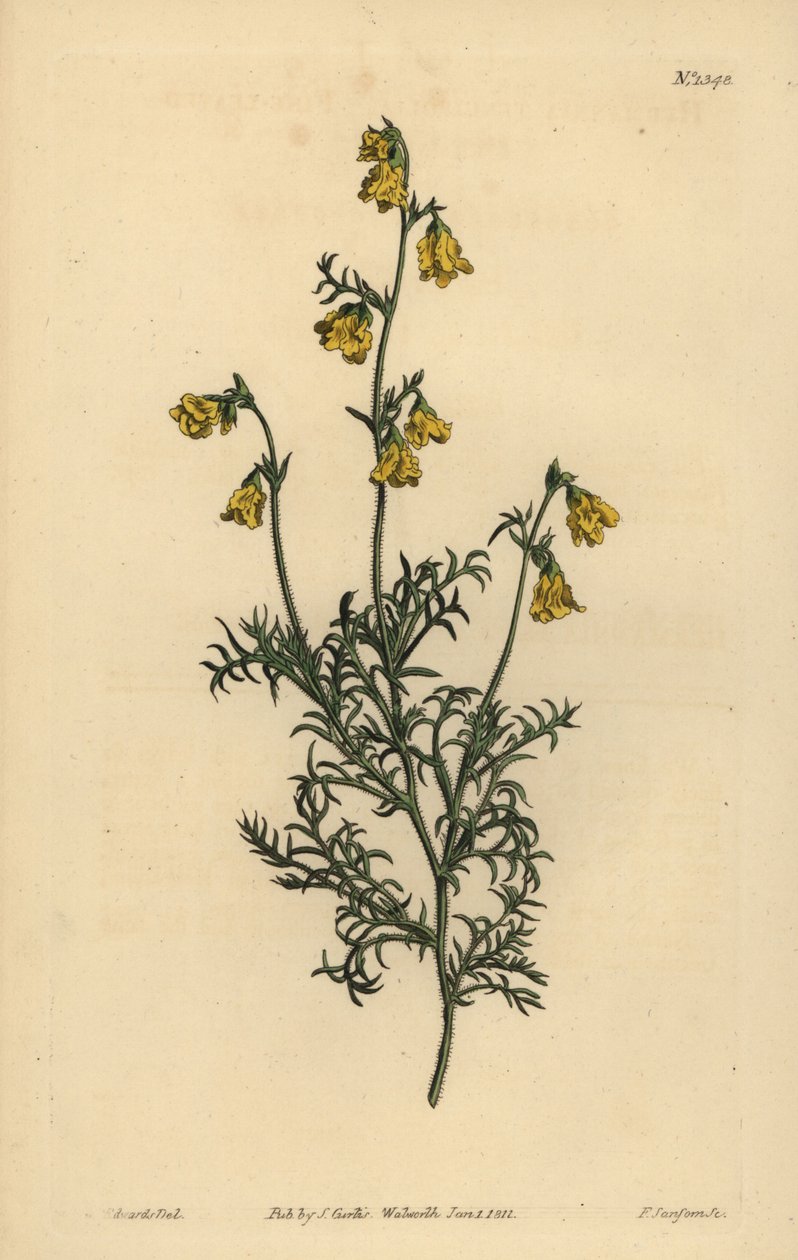 Hermannia confusa (finbladig hermannia, Hermannia tenuifolia) av Unbekannt
