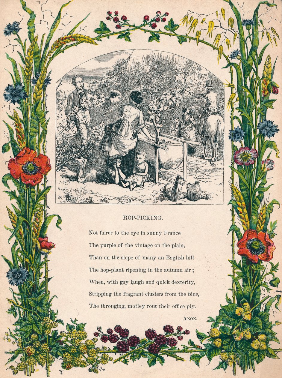 Humleplockning, c1900 av Unbekannt