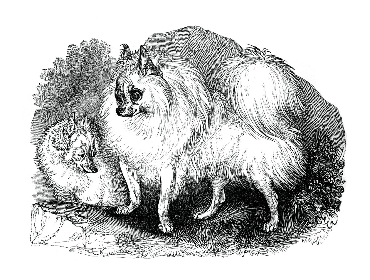 Islandshund, 1848 av Unbekannt