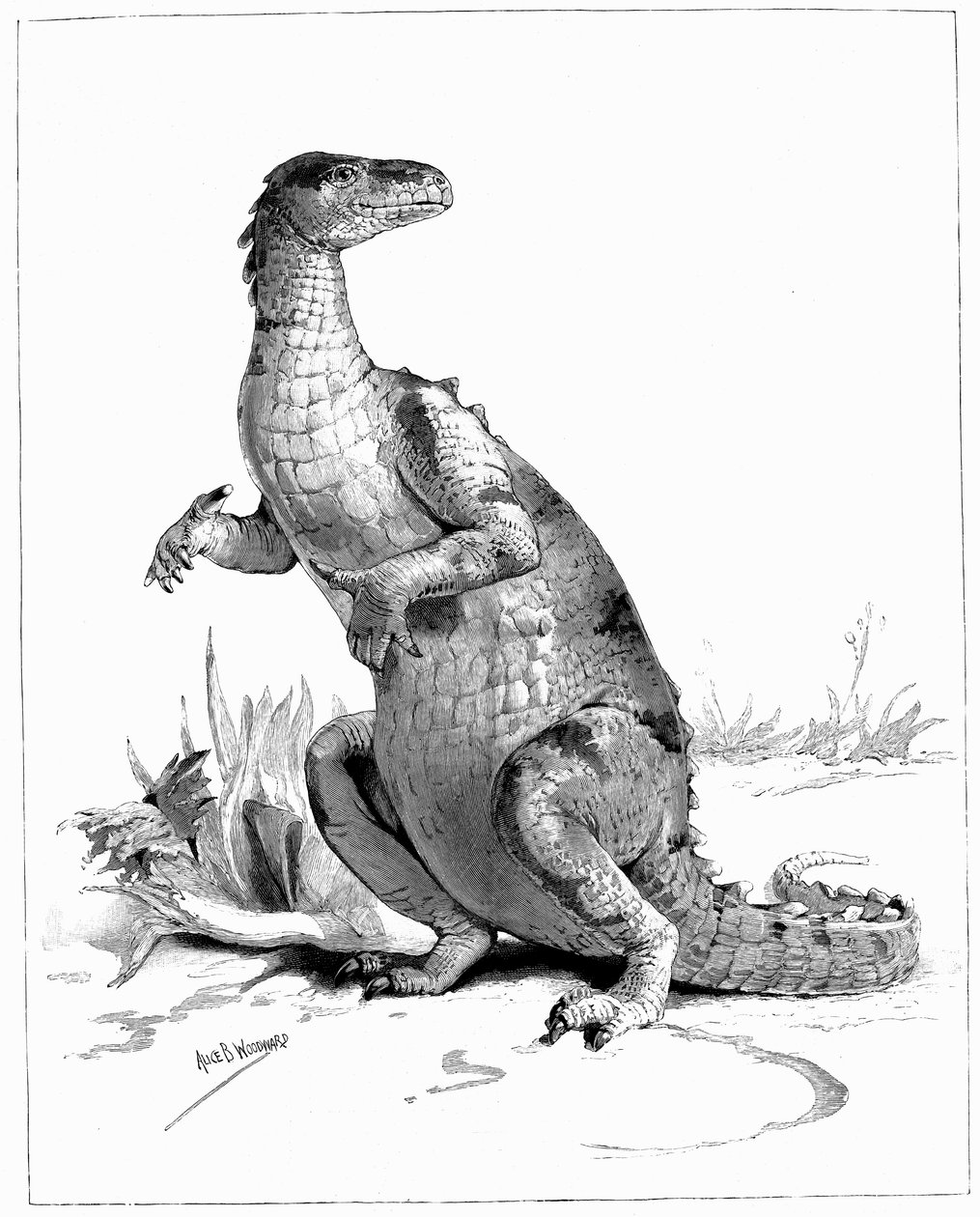 Iguanodon, 1895 av Unbekannt