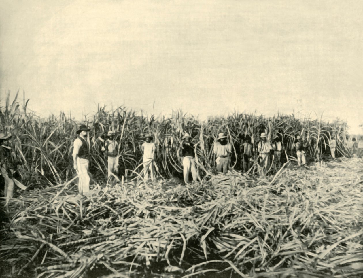 I en Queensland Sugar Plantation, 1901. av Unbekannt