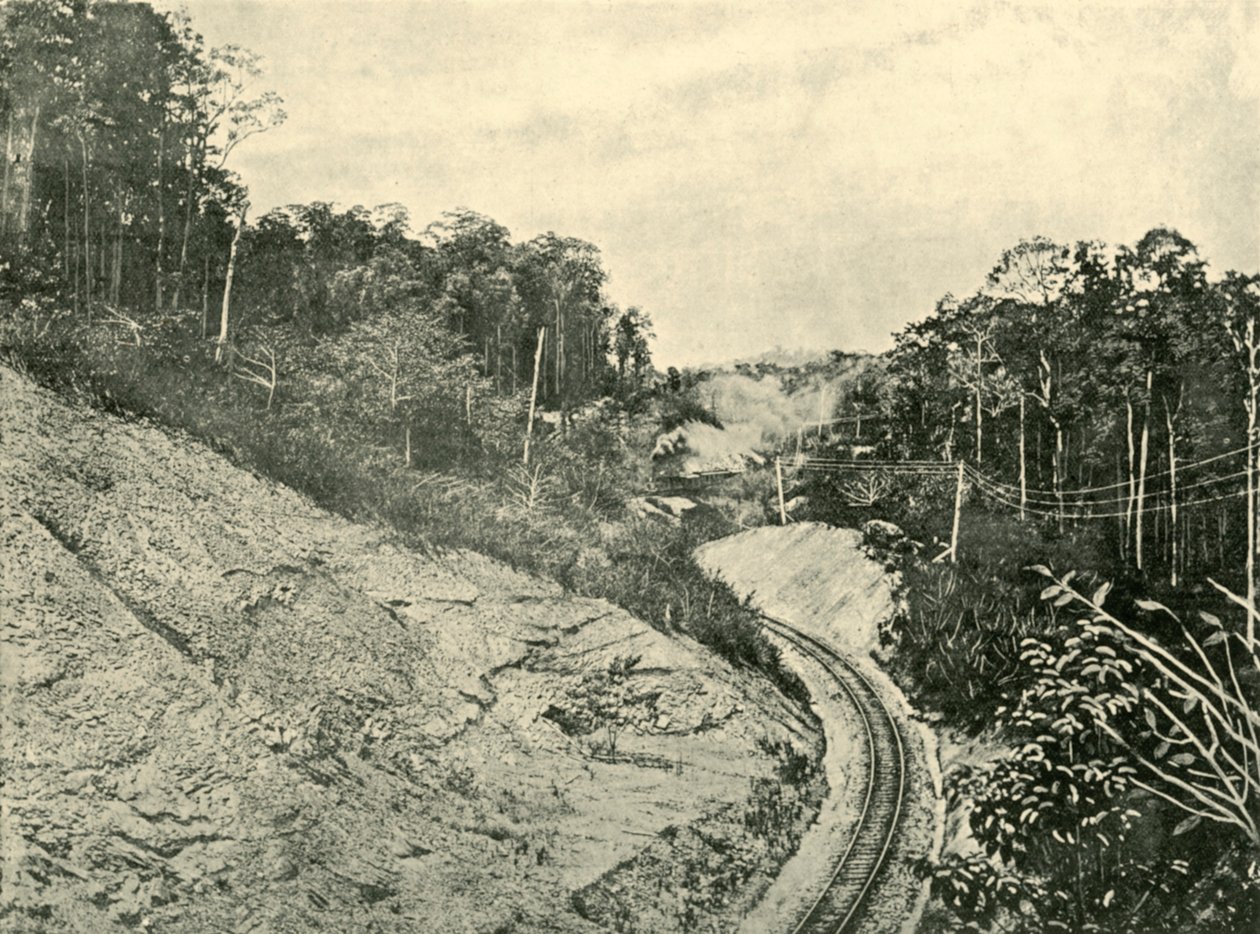 I Blackall Ranges, 1901. av Unbekannt