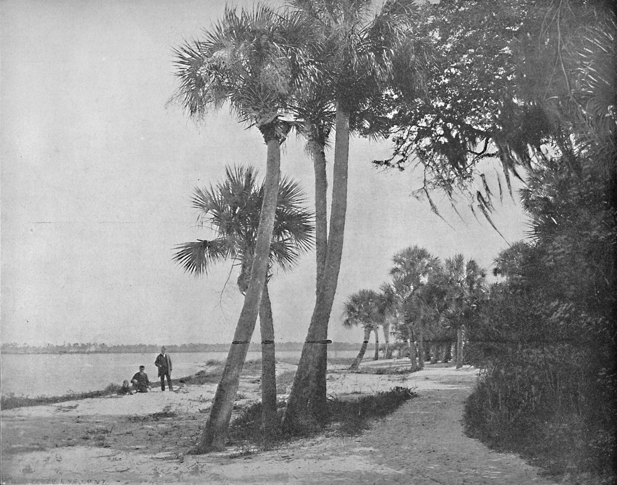 Indian River, Florida, c1897. av Unbekannt