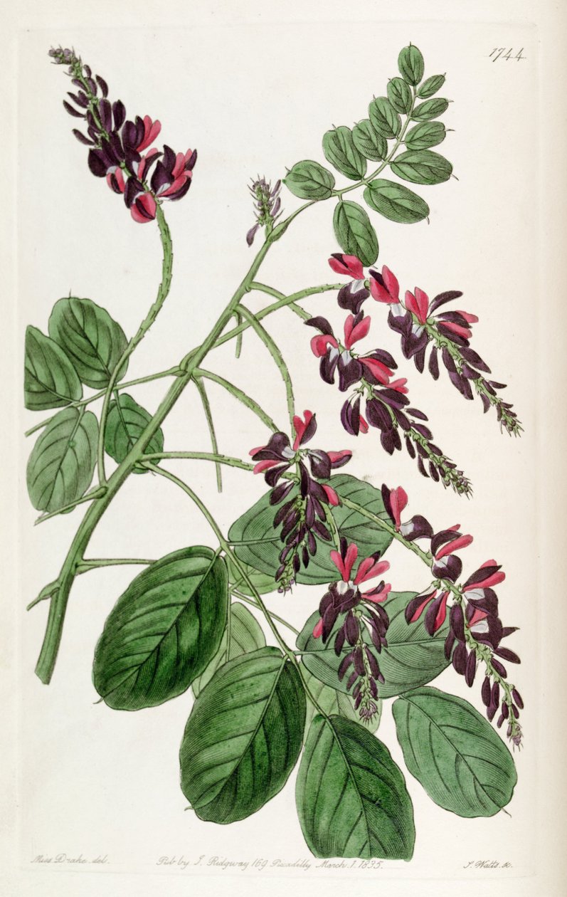 Indigofera atropurpurea av Unbekannt