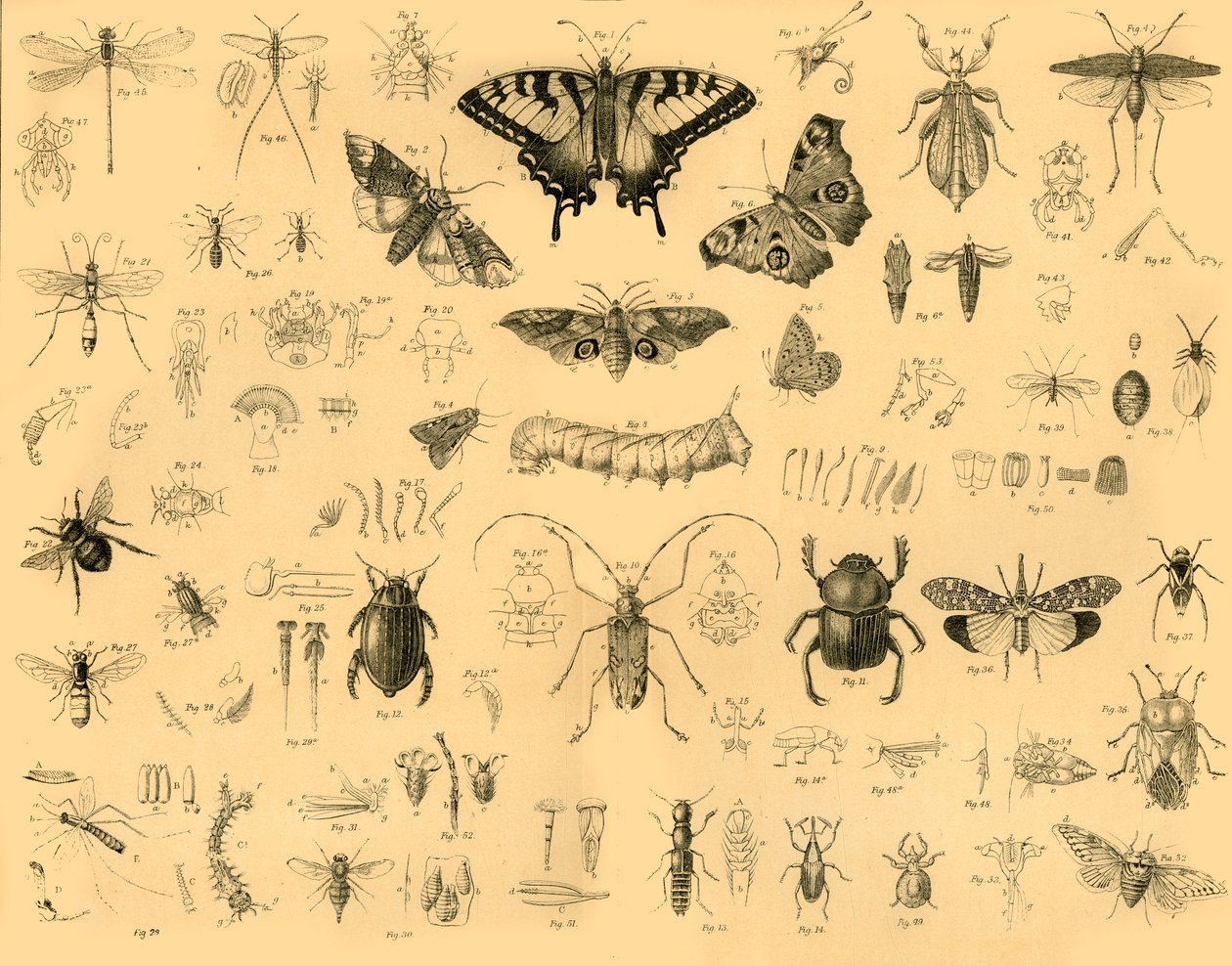 Insekter, c1910. av Unbekannt