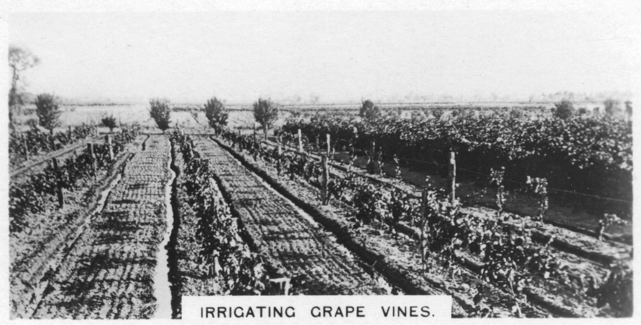 Bevattna vinrankor, Australien, 1928 av Unbekannt