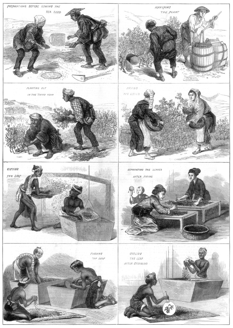 Japansk teproduktion, 1874 av Unbekannt
