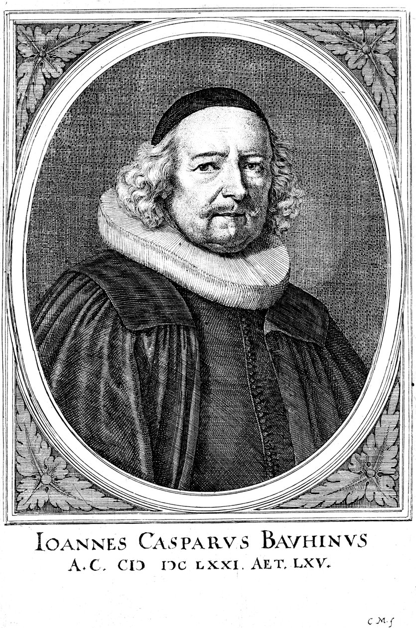 Jean Caspar Bauhin 1606-1659, schweizisk läkare och botaniker av Unbekannt