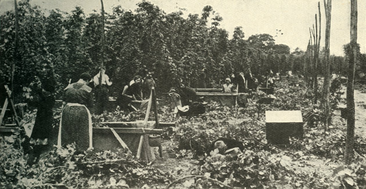 Kent Hops, c1948. av Unbekannt