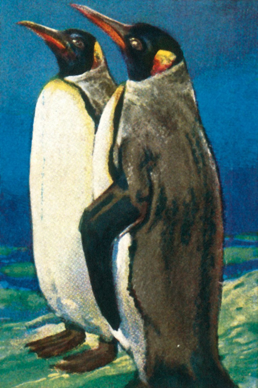 Kungspingviner, c1928. av Unbekannt