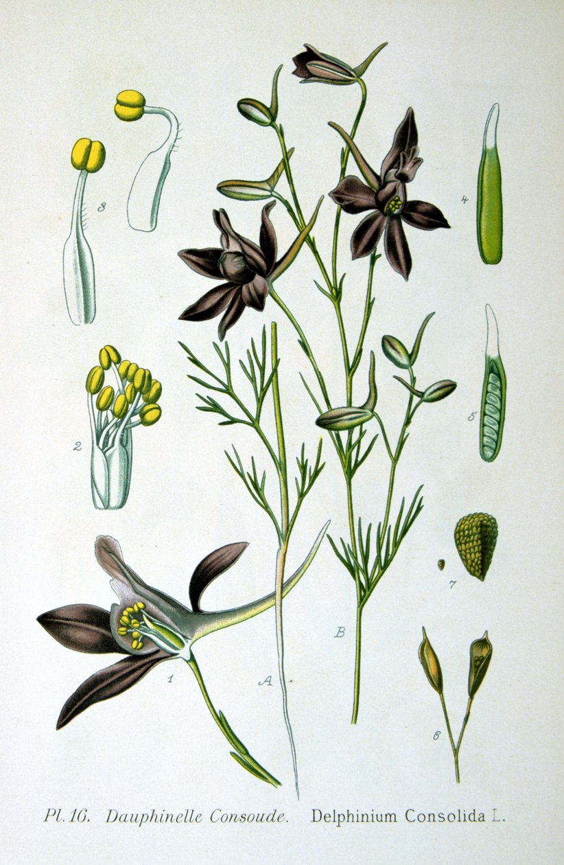 Larkspur, 1893 av Unbekannt