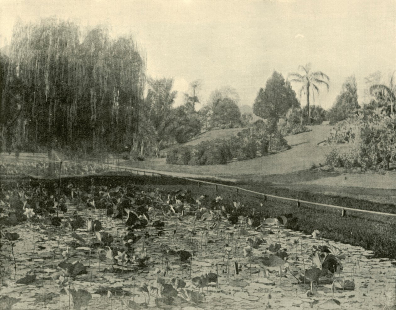 Lily Pond, Brisbane Botanical Gardens, 1901. av Unbekannt