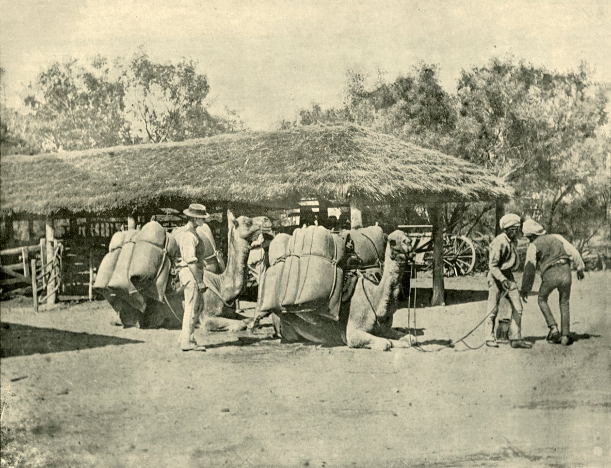 Laddar kameler, på en australisk station, 1901. av Unbekannt