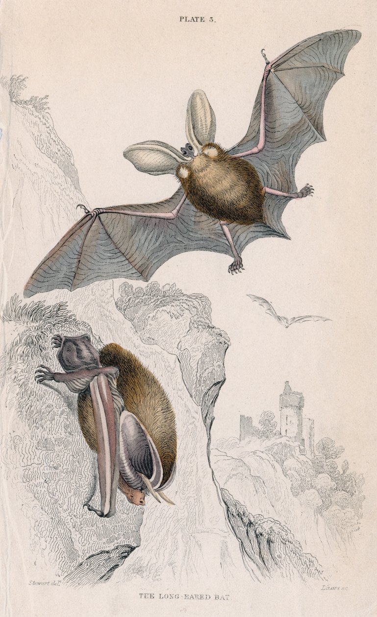Långörad fladdermus Pectorus auritus, 1828 av Unbekannt