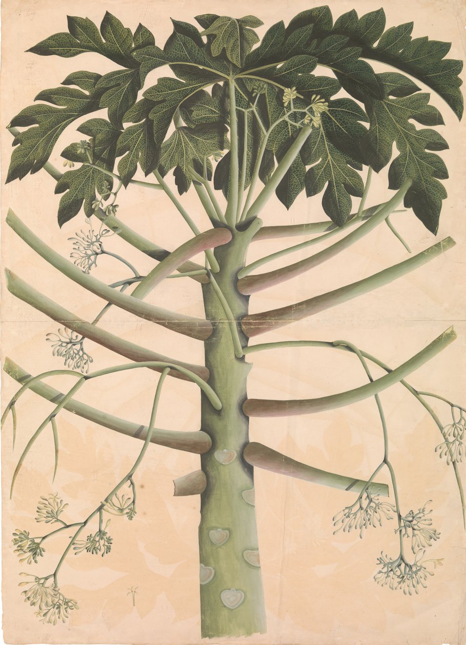 Papayaträd av hankön, ca. 1790-1800. av Unbekannt