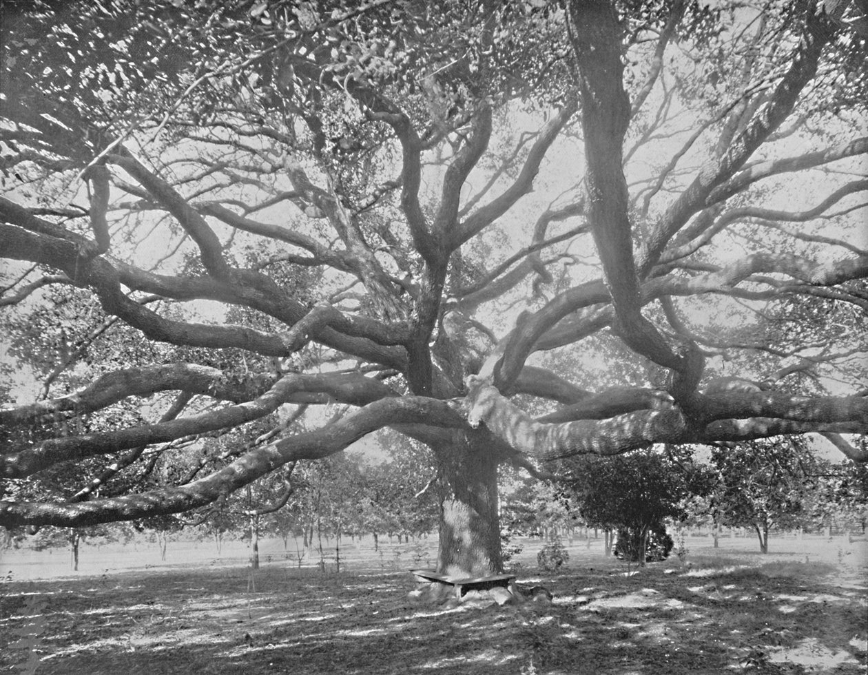 Mammoth Live Oak, nära Jacksonville, Florida, c1897. av Unbekannt