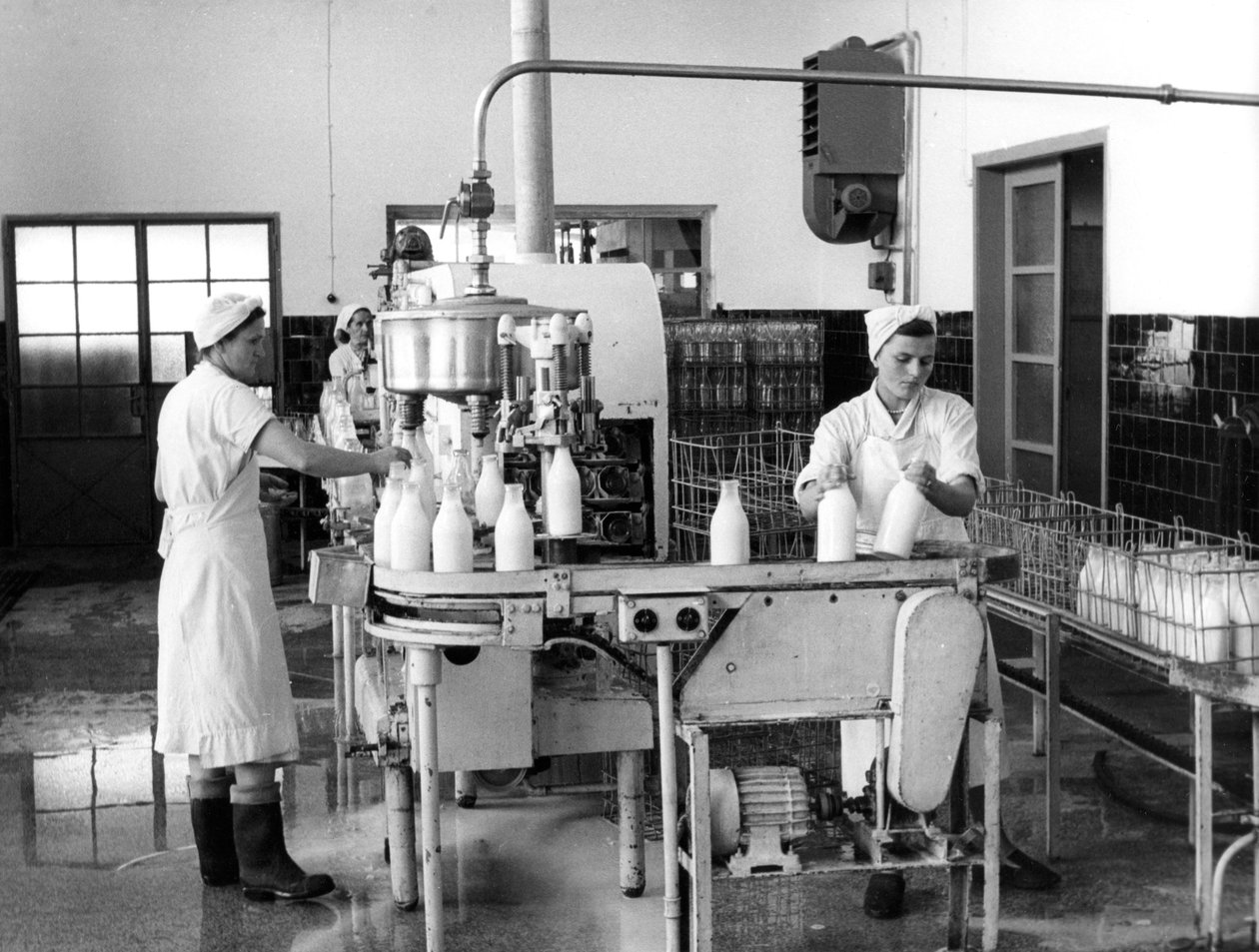 Mjölkproduktion, Zagreb, Jugoslavien, 1952 av Unbekannt