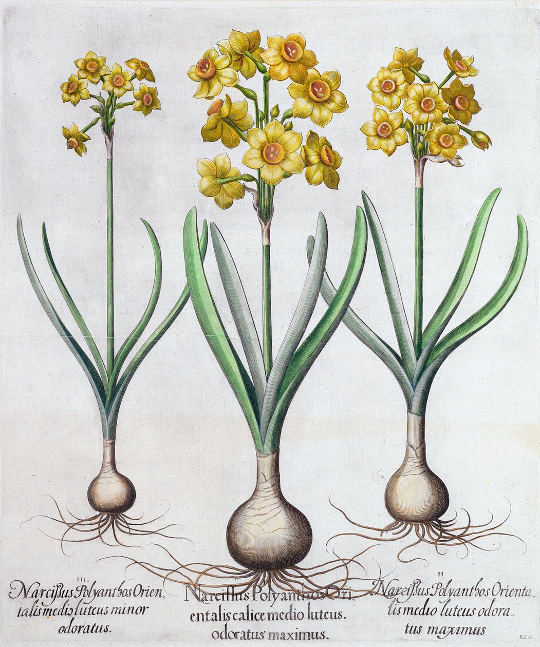 Narcissus, 1613 av Unbekannt