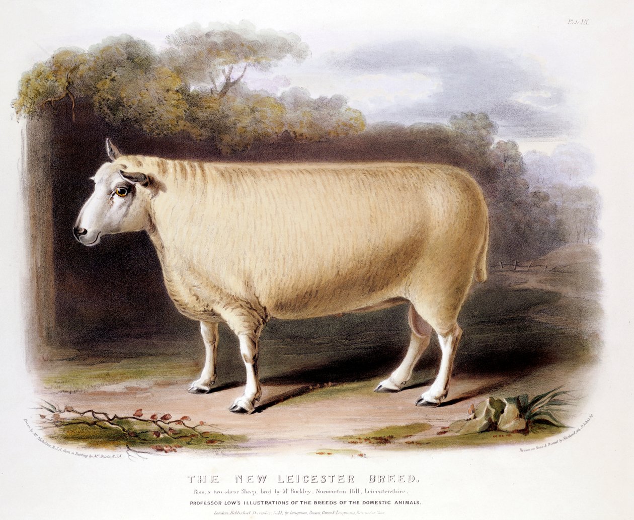 Ny Leicester Dishley bagge, 1842 av Unbekannt