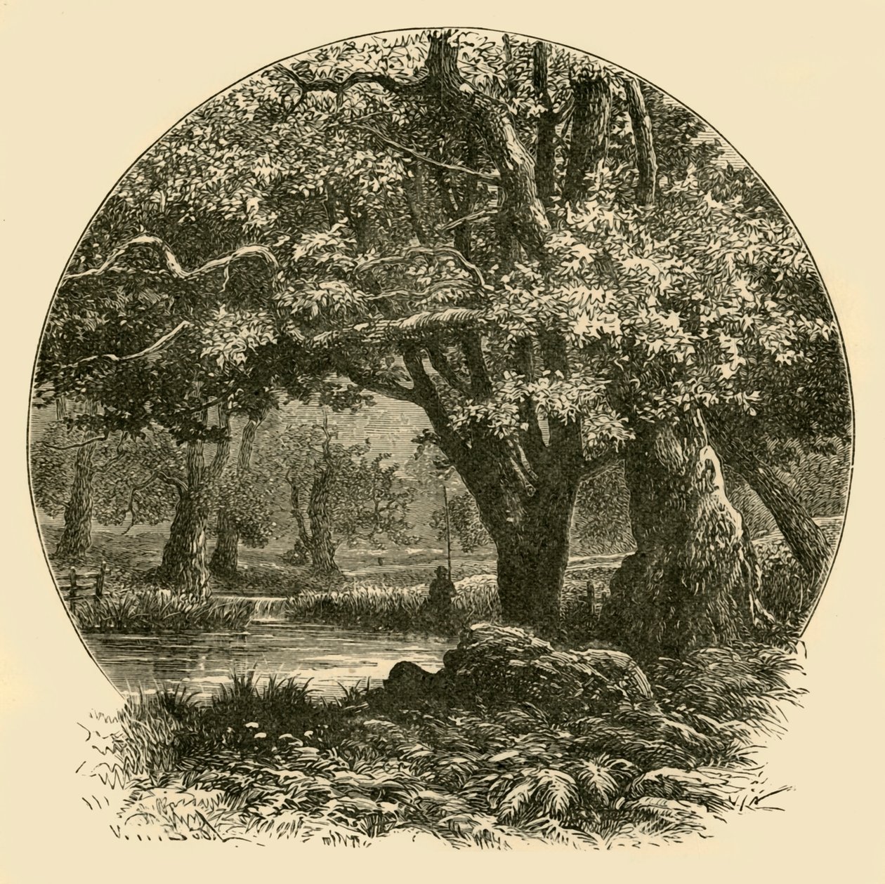Oaks vid Bradgate, 1898. av Unbekannt