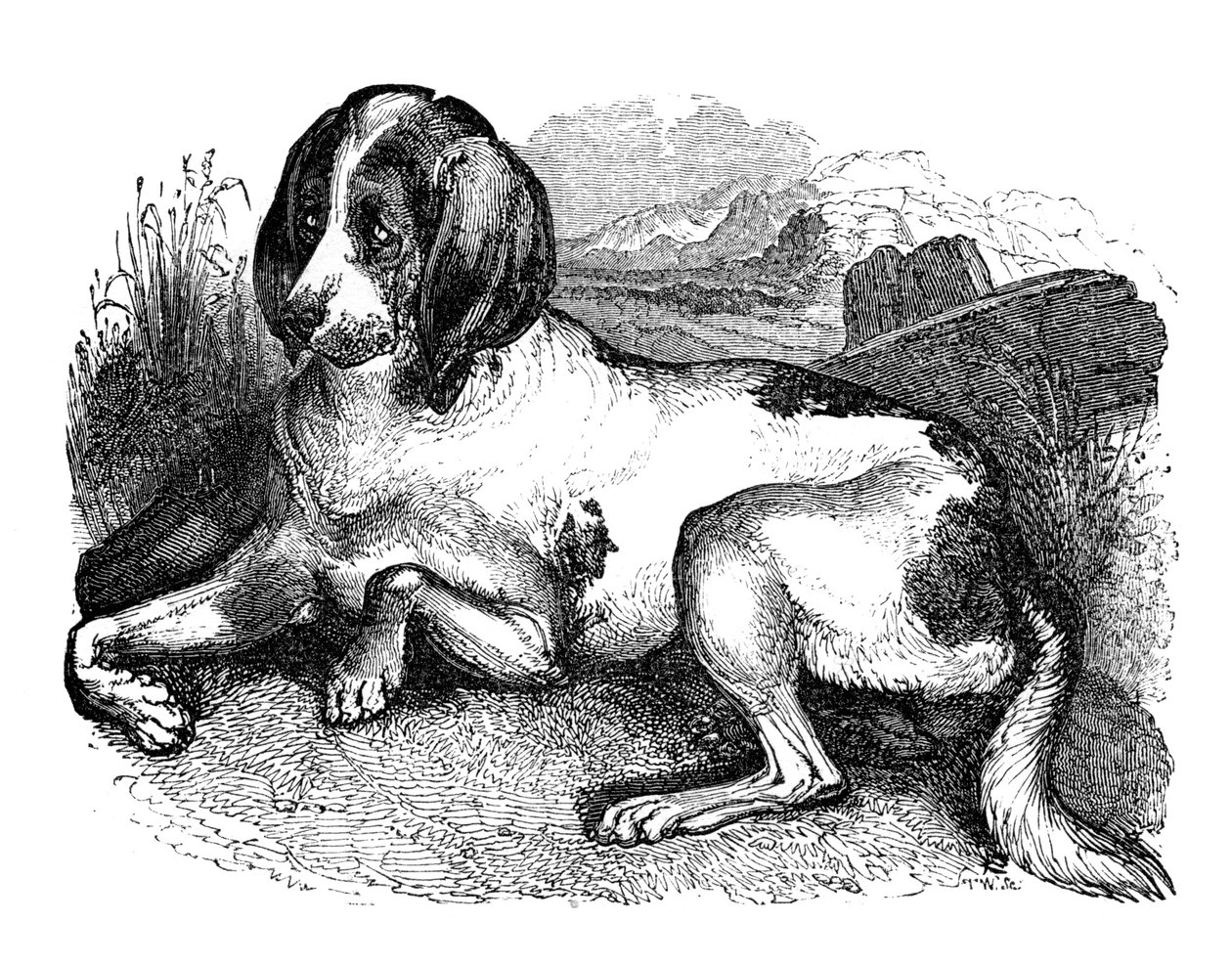 Gammal engelsk hund, 1848 av Unbekannt