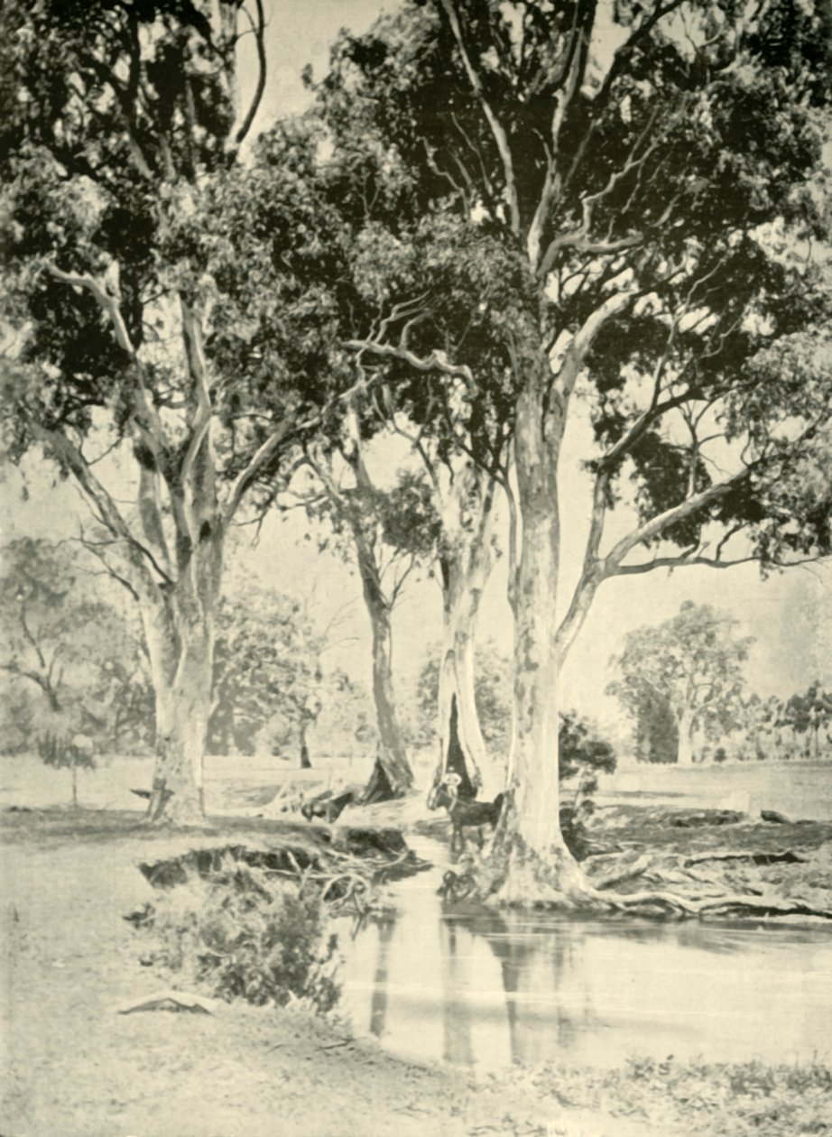 Old Gums, Mt. Crawford, South Australia, 1901. av Unbekannt