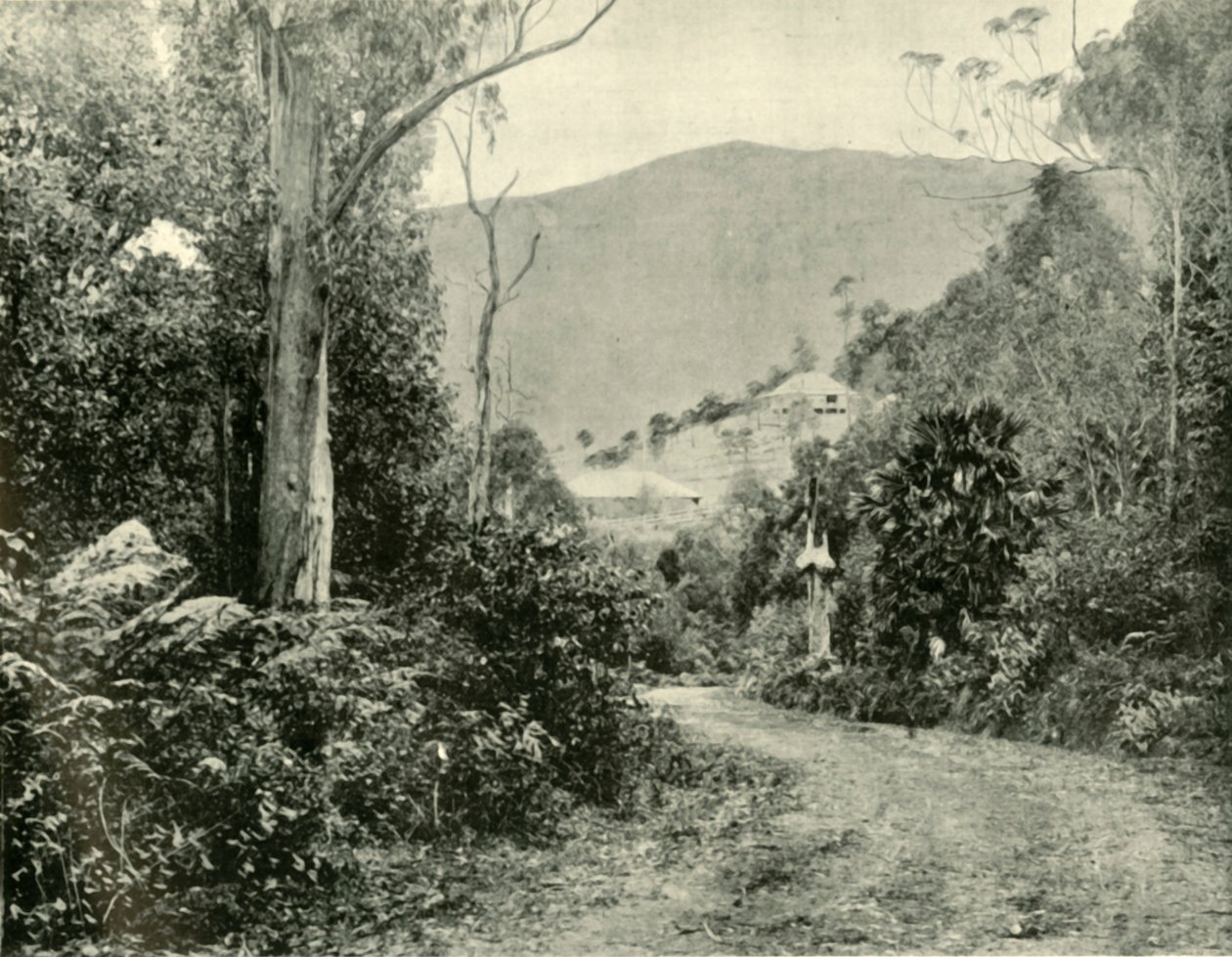 På Illawarra Road, N.S.W., 1901. av Unbekannt
