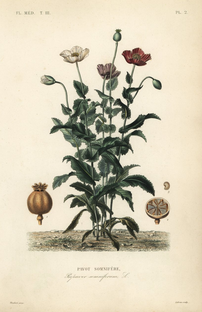 Opiumvallmo, Poppy somniferum, Pavot somnifere av Unbekannt