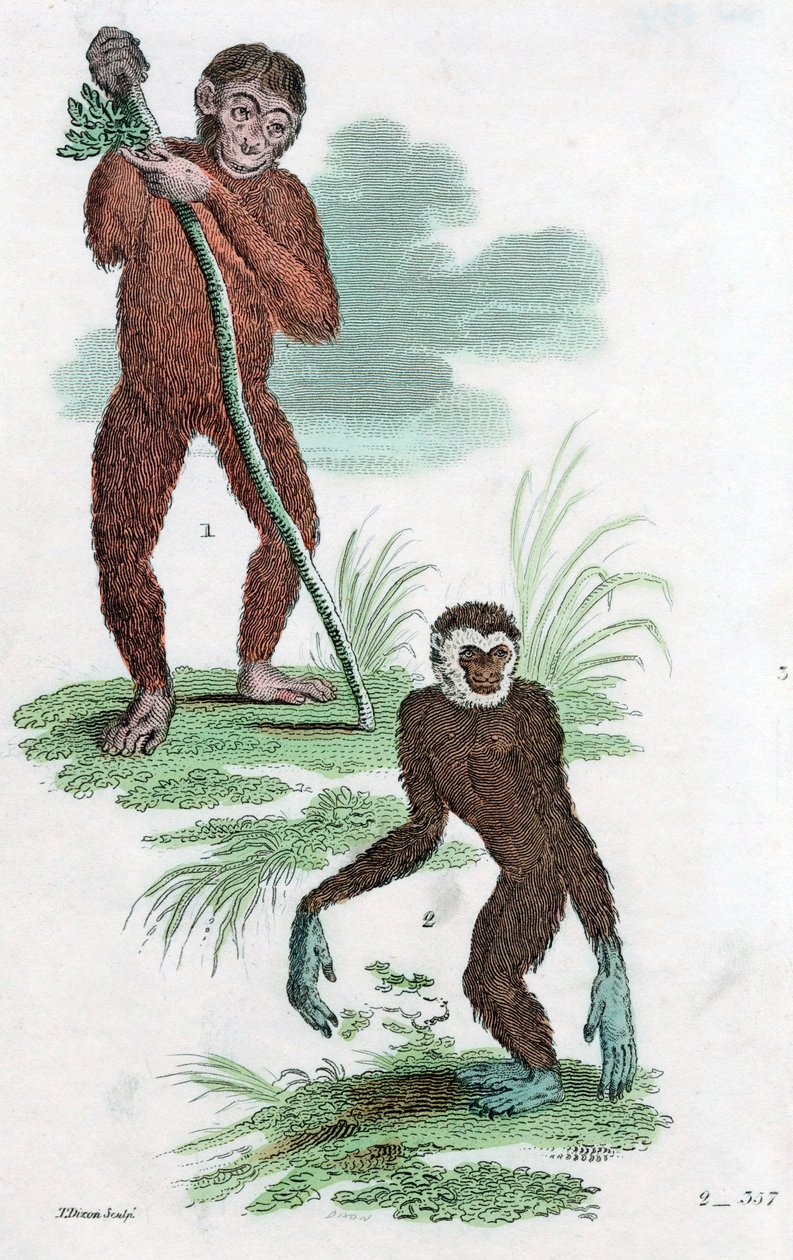 Gäldenärer och Gibbon, 1822 av Unbekannt