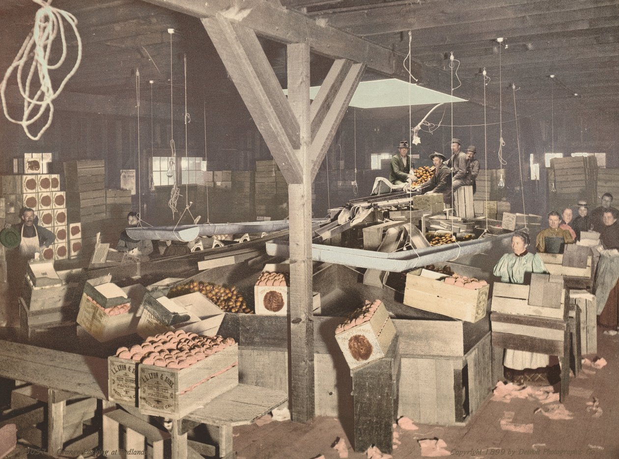 Orange Packing at Redlands, publicerad 1899. av Unbekannt