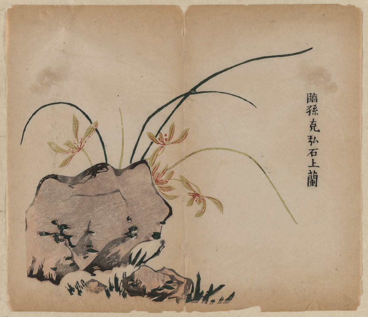 Orchid on Rocks, 1700-talet. av Unbekannt