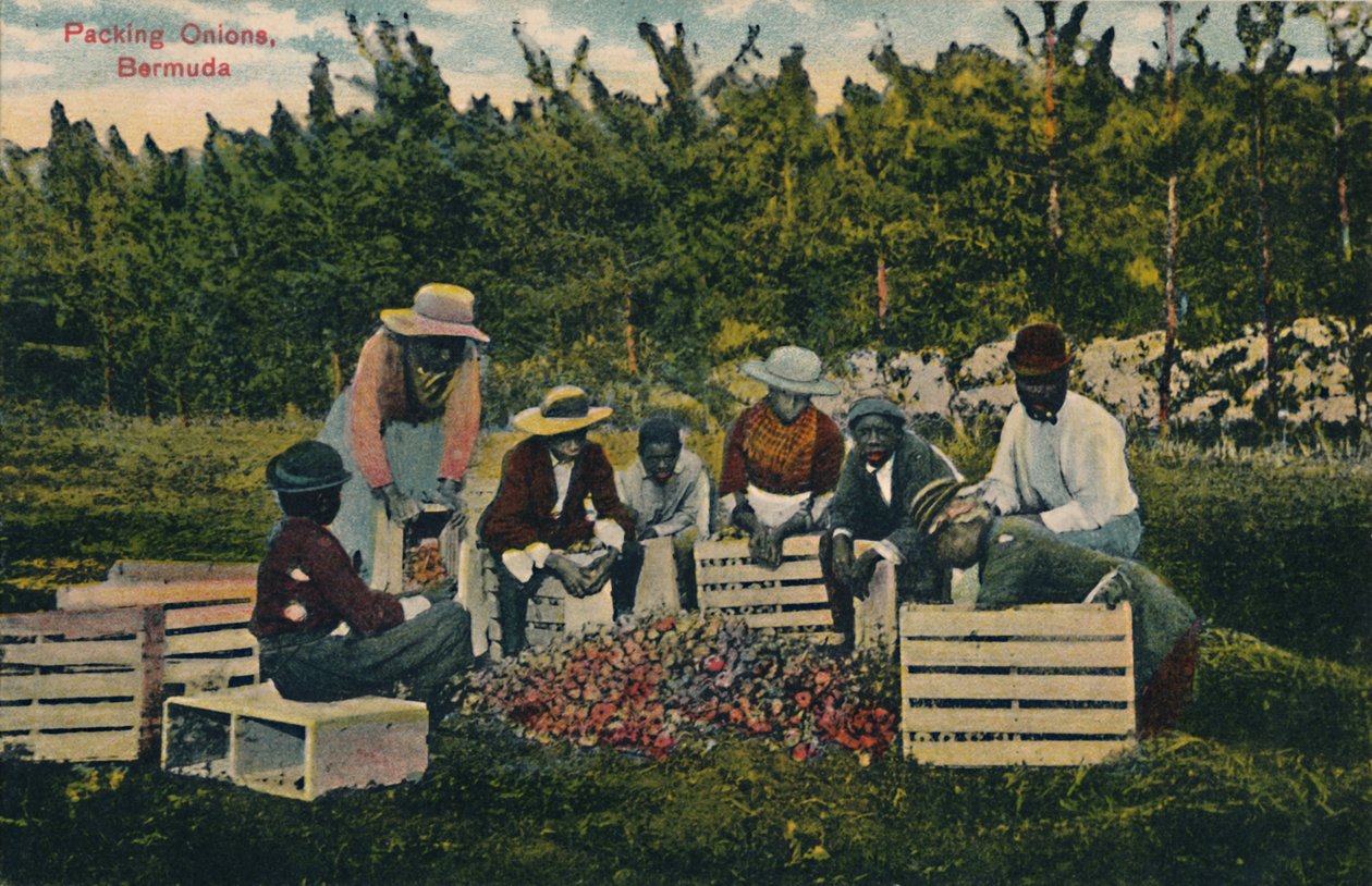 Packing Onions, Bermuda, tidigt 1900-tal. av Unbekannt