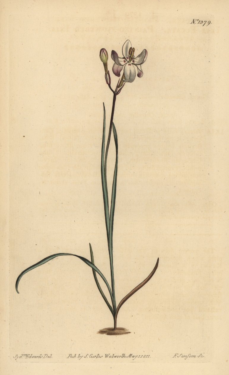 Målad blommig ixia, Ixia fucata av Unbekannt