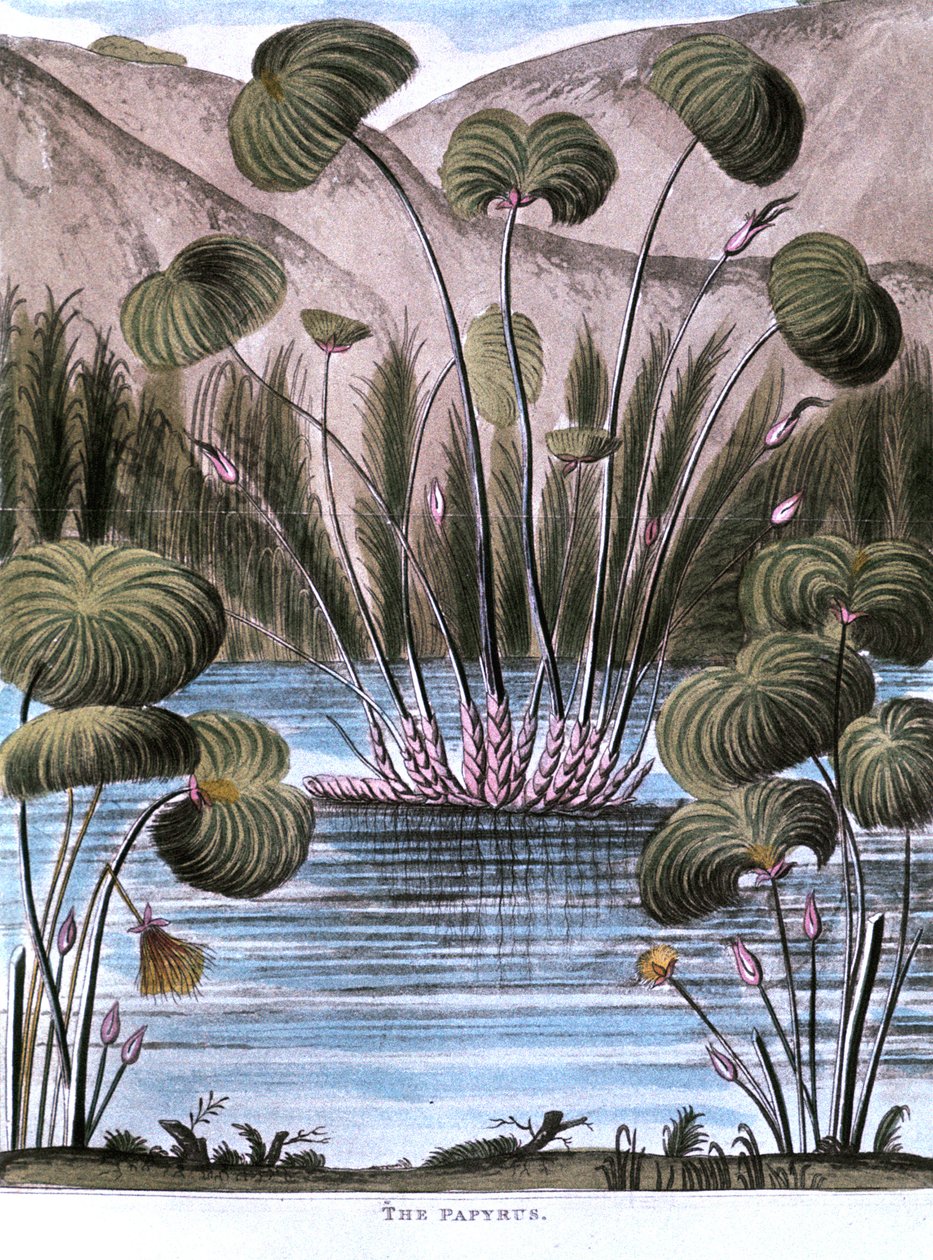 Papyrus vass Cyperus papyrus, 1823 av Unbekannt