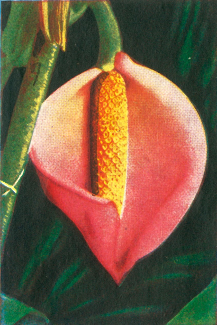 Philodendron, c1928. av Unbekannt